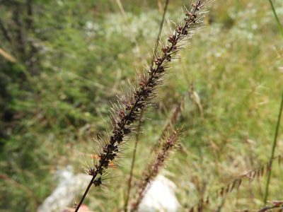 Setaria grisebachii, photographed by Leticia Jiménez Hernández