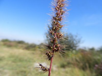 Setaria grisebachii, photographed by Leticia Jiménez Hernández