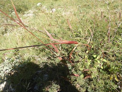 Setaria grisebachii, photographed by Leticia Jiménez Hernández