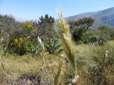 Bothriochloa barbinodis, photographed by Leticia Jiménez Hernández