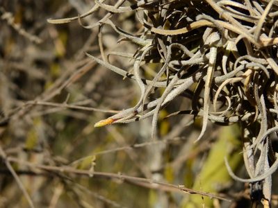 Tillandsia andicola, photographed by Guillermo Debandi