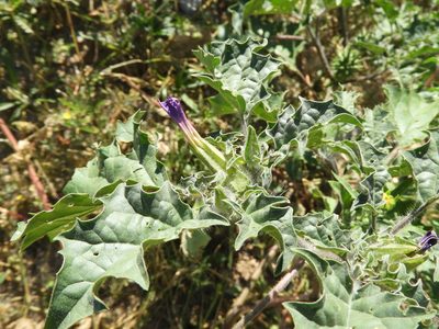 Datura quercifolia, photographed by Leticia Jiménez Hernández