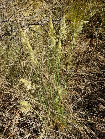Poa ligularis, photographed by Guillermo Debandi