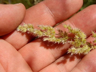 Poa ligularis, photographed by Guillermo Debandi