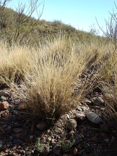 Aristida mendocina, photographed by Guillermo Debandi