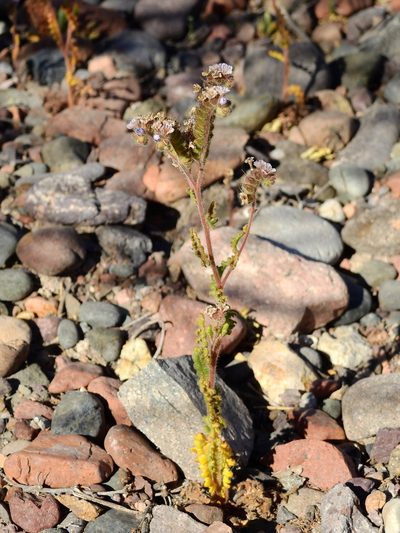 Phacelia sanzinii, photographed by Guillermo Debandi