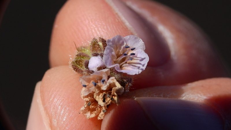 Phacelia sanzinii, photographed by Guillermo Debandi