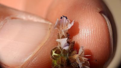 Phacelia sanzinii, photographed by Guillermo Debandi