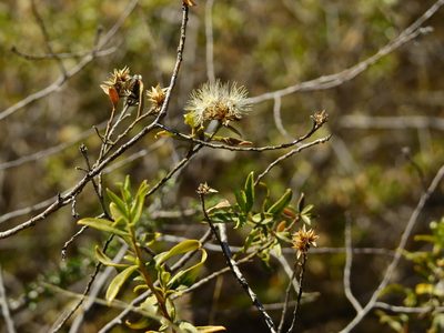 Gochnatia glutinosa, photographed by Guillermo Debandi