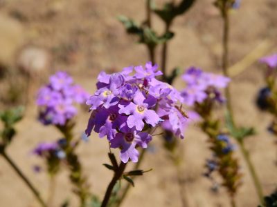 Verbena mendocina, photographed by Guillermo Debandi