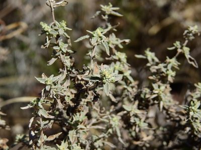 Buddleja mendozensis, photographed by Guillermo Debandi