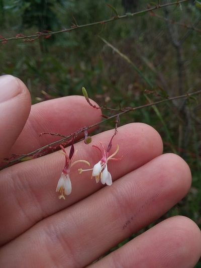 Oenothera filipes, photographed by Will McFarland