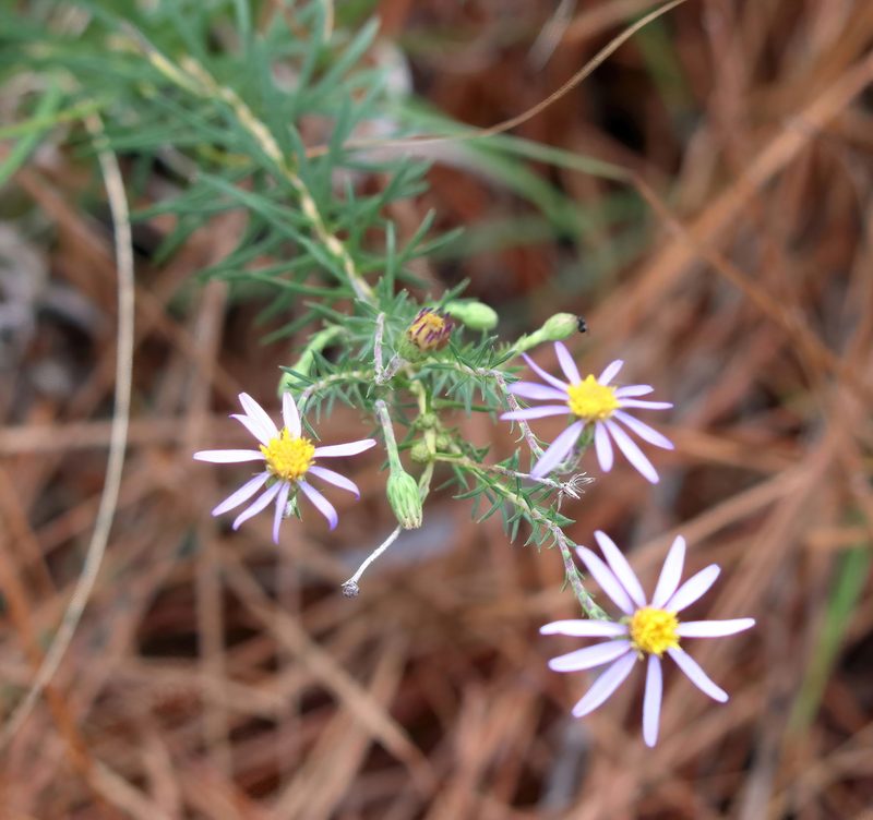 Ionactis repens, photographed by Lauren McLaurin