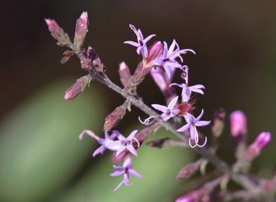 Liatris gracilis, photographed by Lauren McLaurin