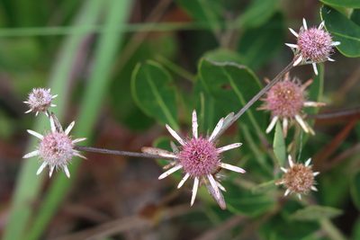 Eryngium integrifolium, photographed by Lauren McLaurin