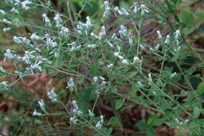Sericocarpus tortifolius, photographed by Lauren McLaurin