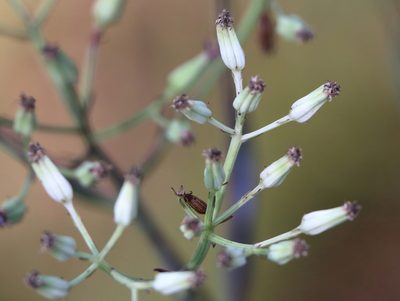 Arnoglossum ovatum, photographed by Lauren McLaurin