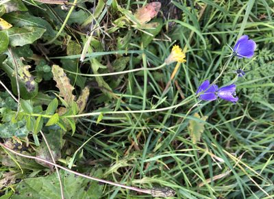 Campanula rhomboidalis, photographed by Jason Grant