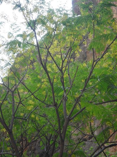 Conzattia multiflora, photographed by Eugenio Padilla