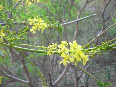 Conzattia multiflora, photographed by Eugenio Padilla