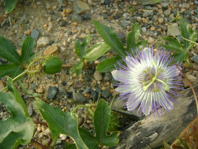 Passiflora hibiscifolia, photographed by Tereso Hernández Morales