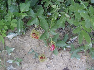 Passiflora hibiscifolia, photographed by Tereso Hernández Morales