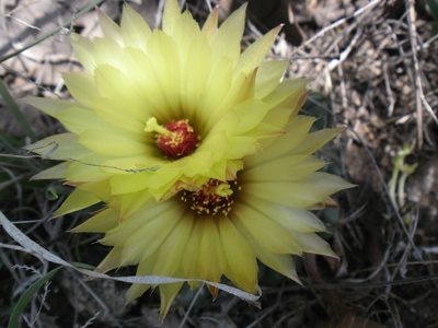 Coryphantha pseudoradians, photographed by Eugenio Padilla