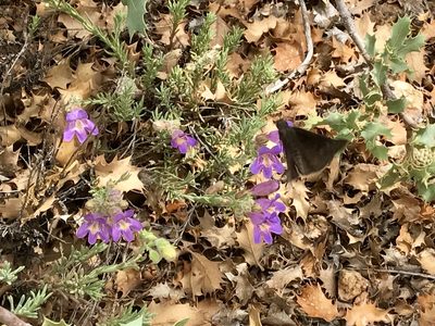 Penstemon linarioides, photographed by CK2AZ