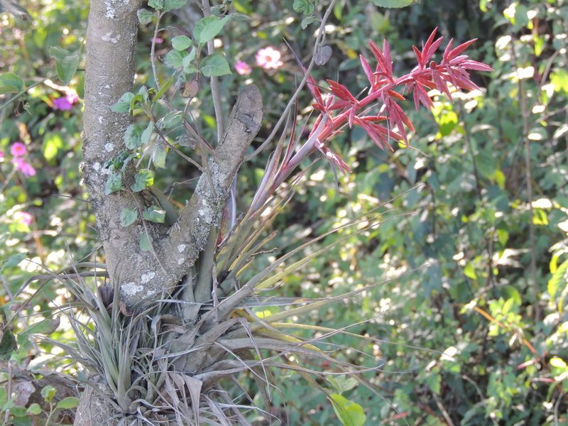 Tillandsia gymnobotrya, photographed by Tereso Hernández Morales