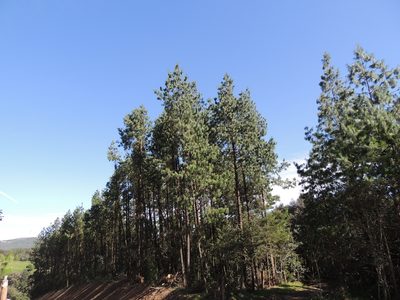 Pinus patula, photographed by Tereso Hernández Morales