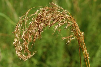 Sibirotrisetum sibiricum, photographed by Natalya Ivanova