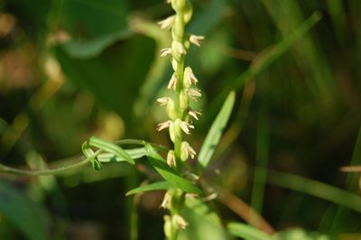 Herminium monorchis, photographed by Natalya Ivanova