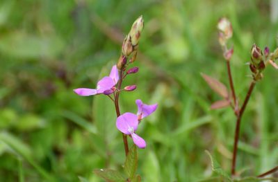 Desmodium pringlei, photographed by Neptalí Ramírez Marcial
