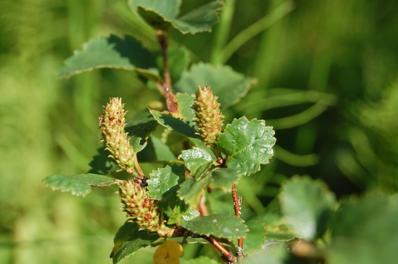 Betula humilis, photographed by Natalya Ivanova