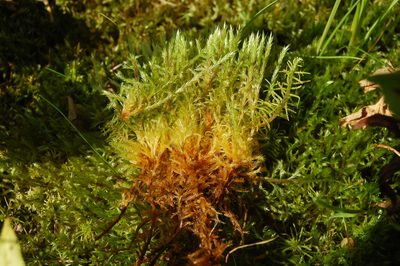 Tomentypnum nitens, photographed by Natalya Ivanova