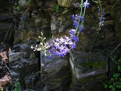 Delphinium umbraculorum, photographed by Zack Abbey