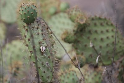 Opuntia oricola, photographed by redrovertracy