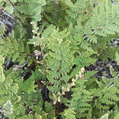 Myriopteris myriophylla, photographed by Juan Carlos Fonseca Mata