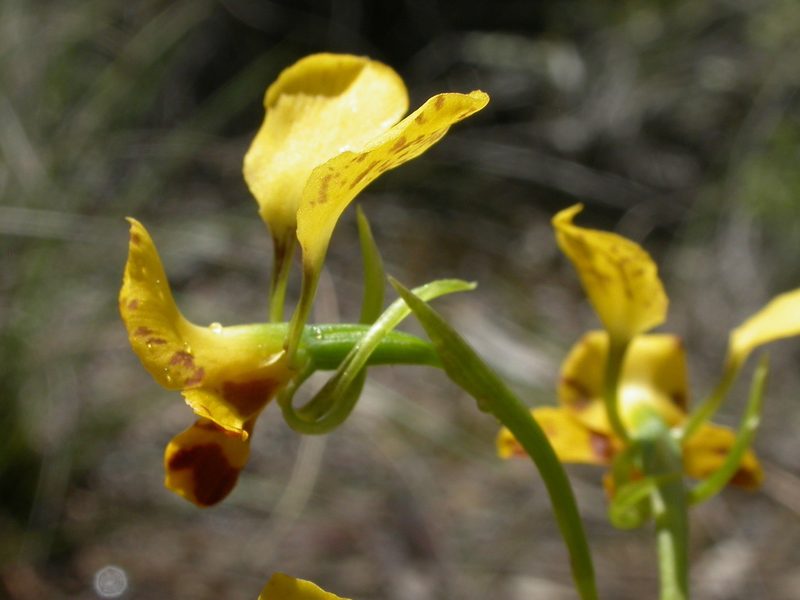 Diuris semilunulata, photographed by Donald Hobern