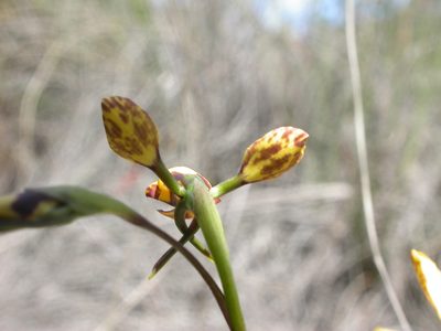 Diuris semilunulata, photographed by Donald Hobern