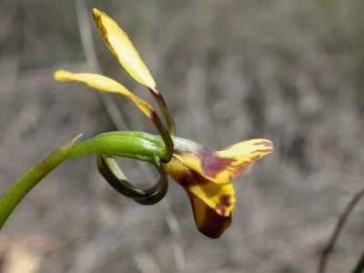 Diuris semilunulata, photographed by Donald Hobern