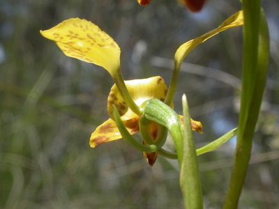 Diuris semilunulata, photographed by Donald Hobern