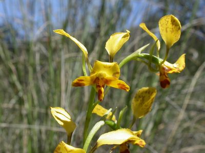 Diuris semilunulata, photographed by Donald Hobern