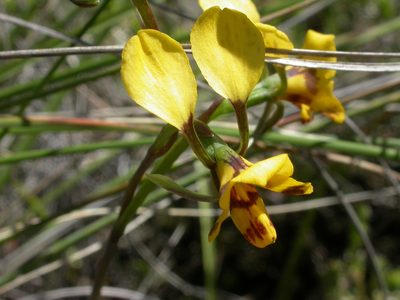 Diuris semilunulata, photographed by Donald Hobern