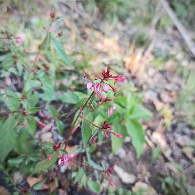 Lopezia racemosa, photographed by Juan Carlos Fonseca Mata