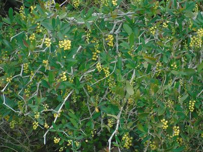 Berberis laurina, photographed by Daniel Dias