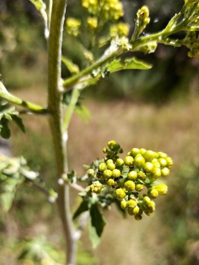 Roldana heracleifolia, photographed by Juan Carlos Fonseca Mata