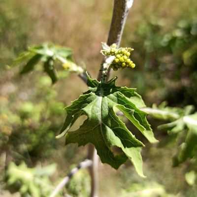 Roldana heracleifolia, photographed by Juan Carlos Fonseca Mata