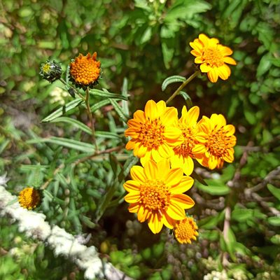 Viguiera linearis, photographed by Juan Carlos Fonseca Mata