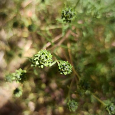 Viguiera linearis, photographed by Juan Carlos Fonseca Mata